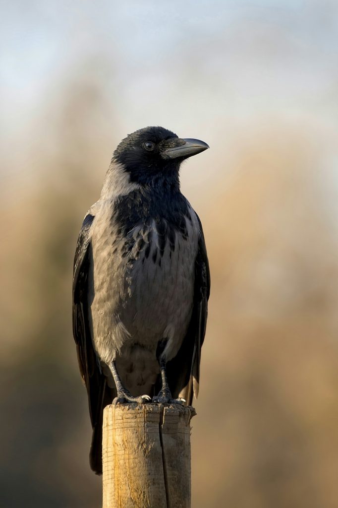 Hooded crow in the wild